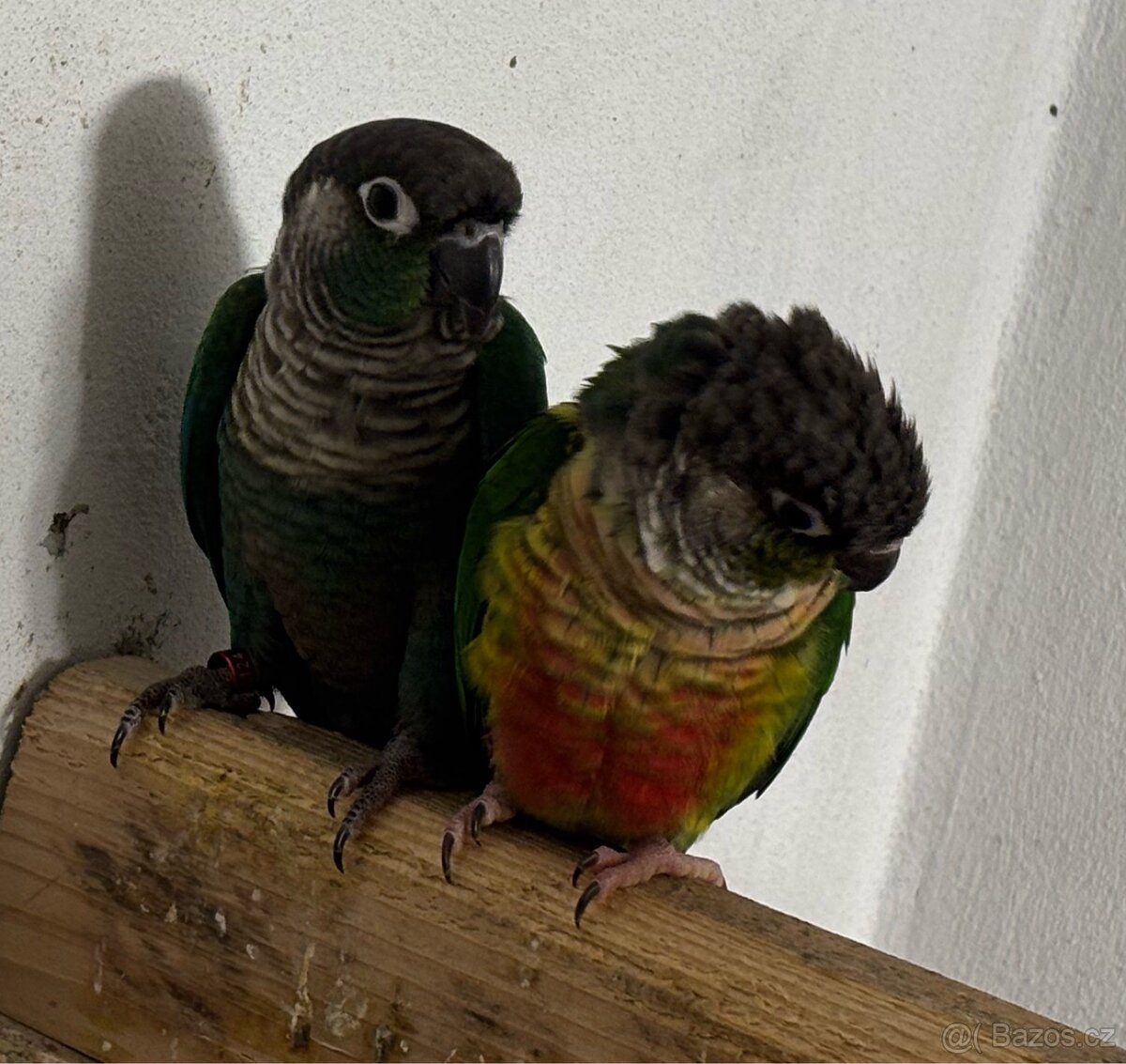 Pár pyrur zelenolicí tyrkys - 5