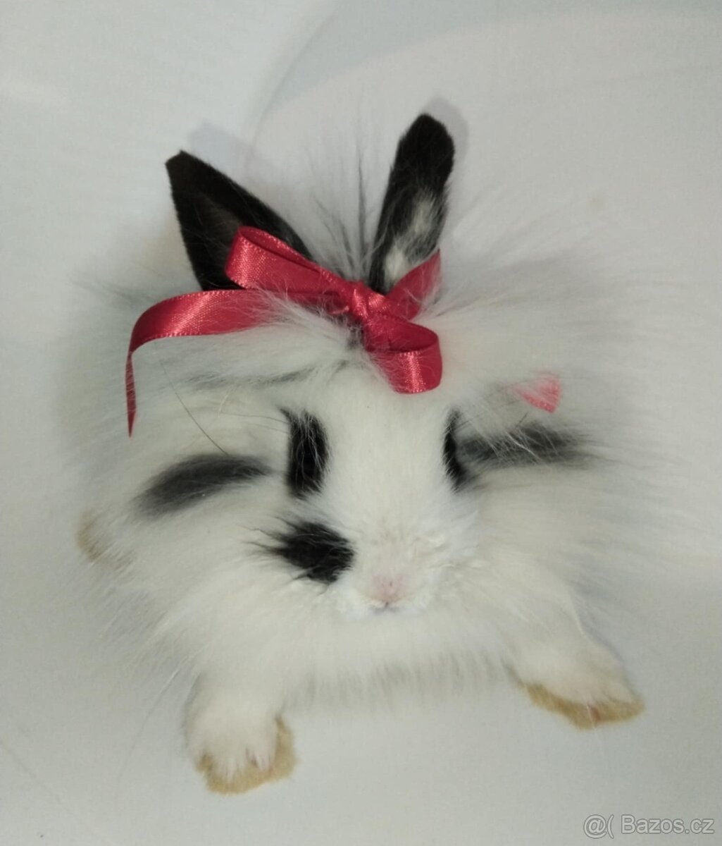 Zakrslý králíček bez PP samička Olivie - 5