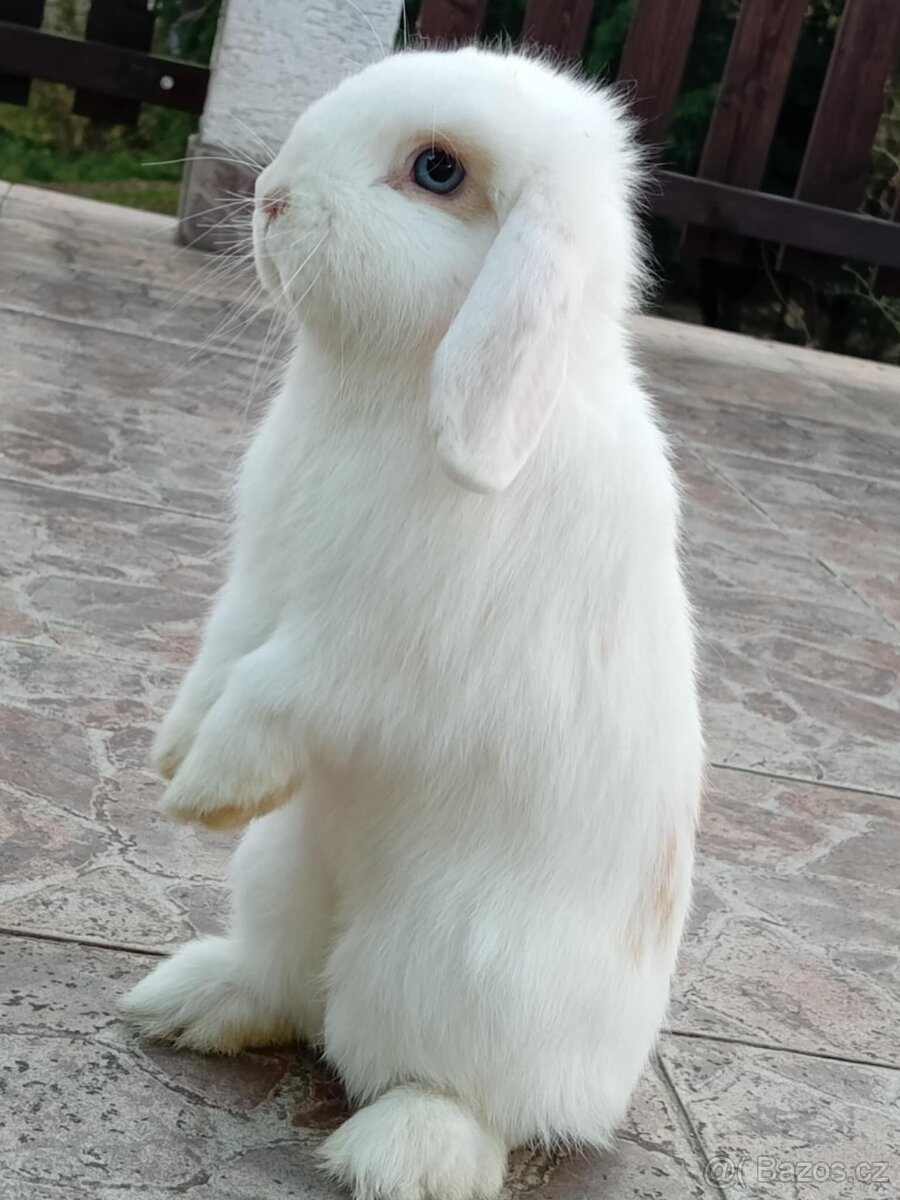 Volná samička - Anglický Zakrslý Beránek MiniLop🍑🧡🤍 - 5