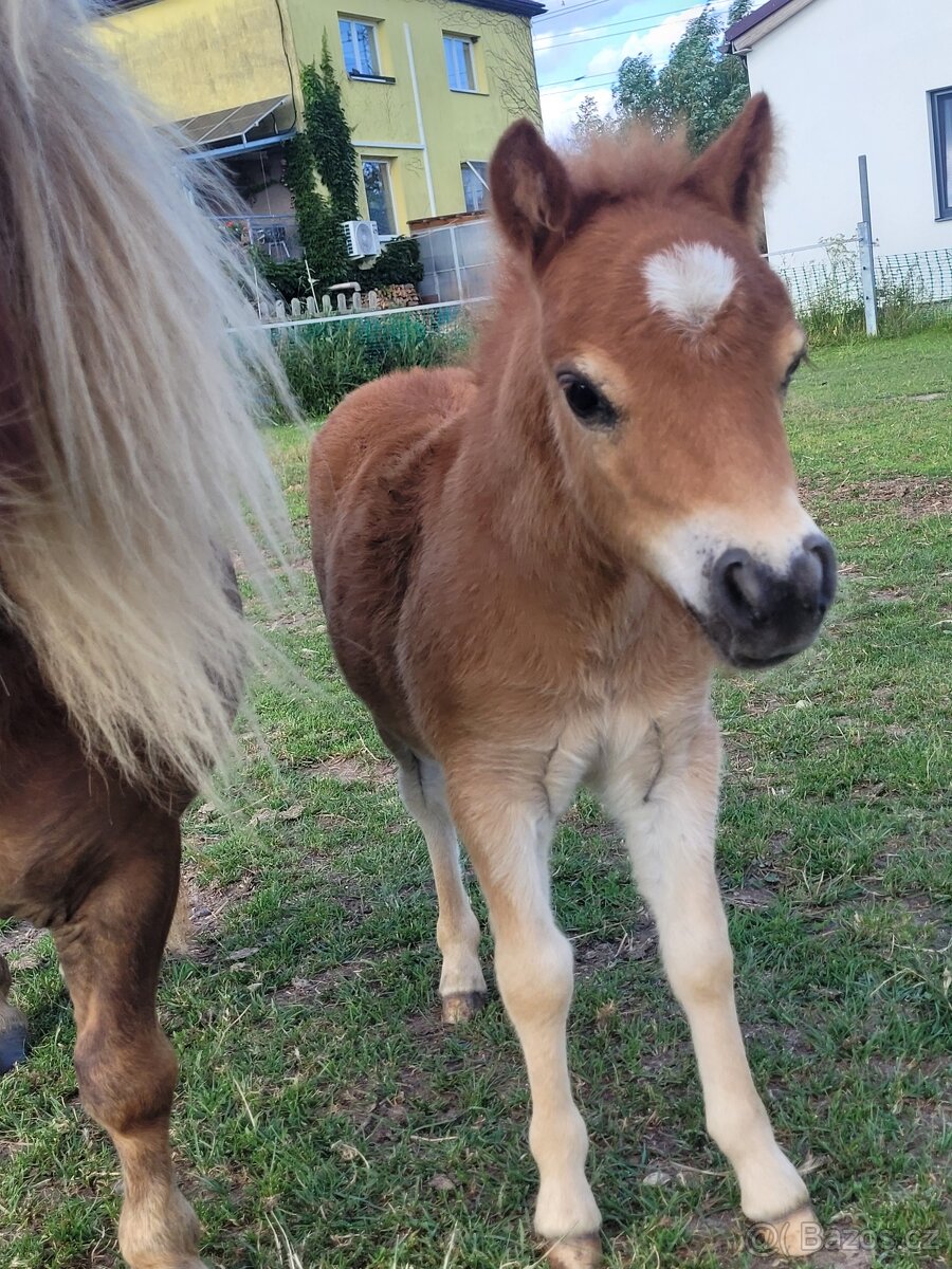 Shetland pony v mini typu- hřebečci - 5