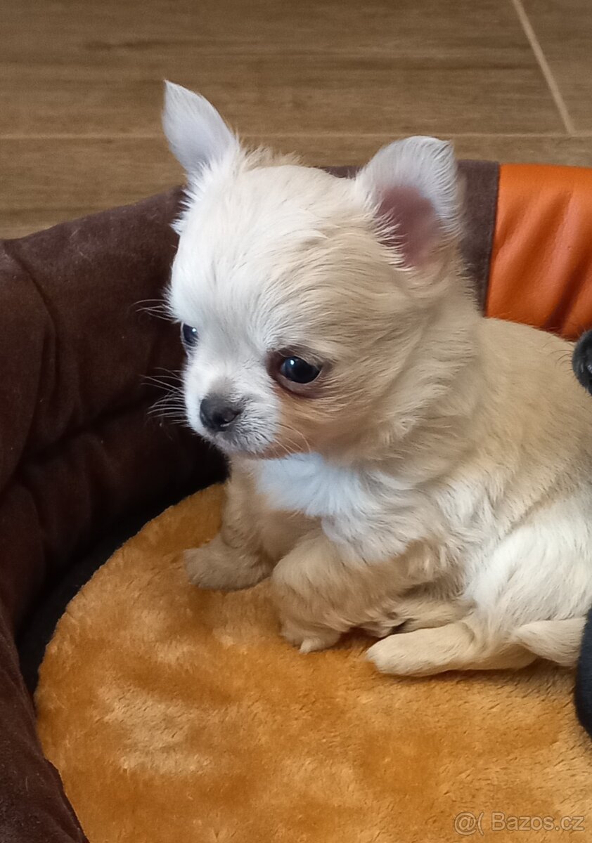 Maltézský psík - maltézáček- pejsek - 5