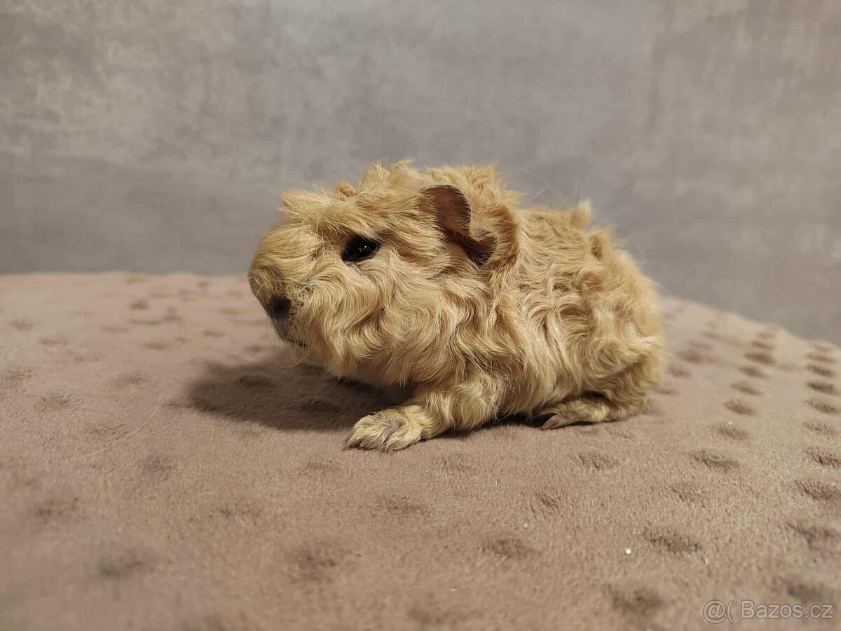 Morče - Baldwin, Cuy, Lunkarya-peruánec - 5