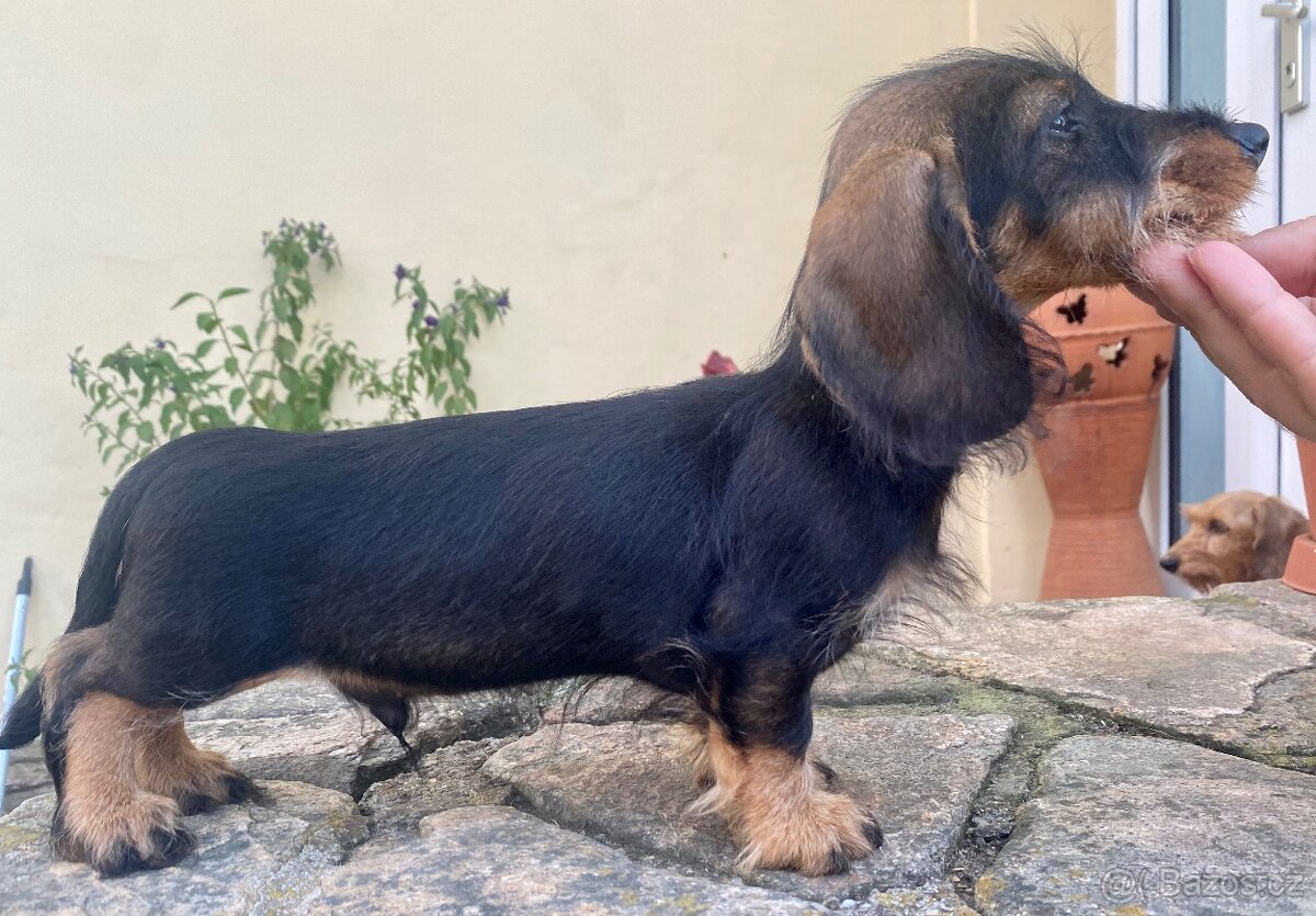 Jezevčík drsnosrstý trpasličí/ králičí - 5