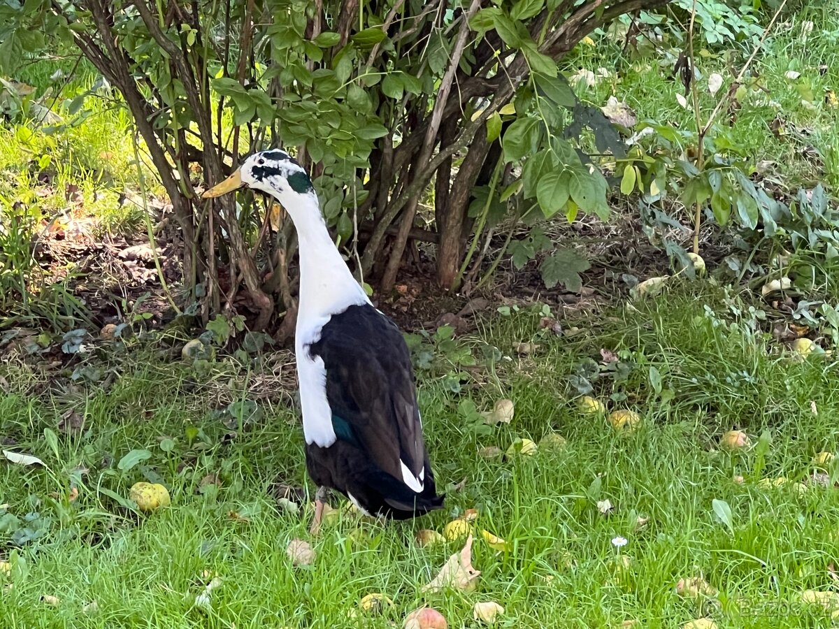 Indický běžec 🦆🦆 pár - 5