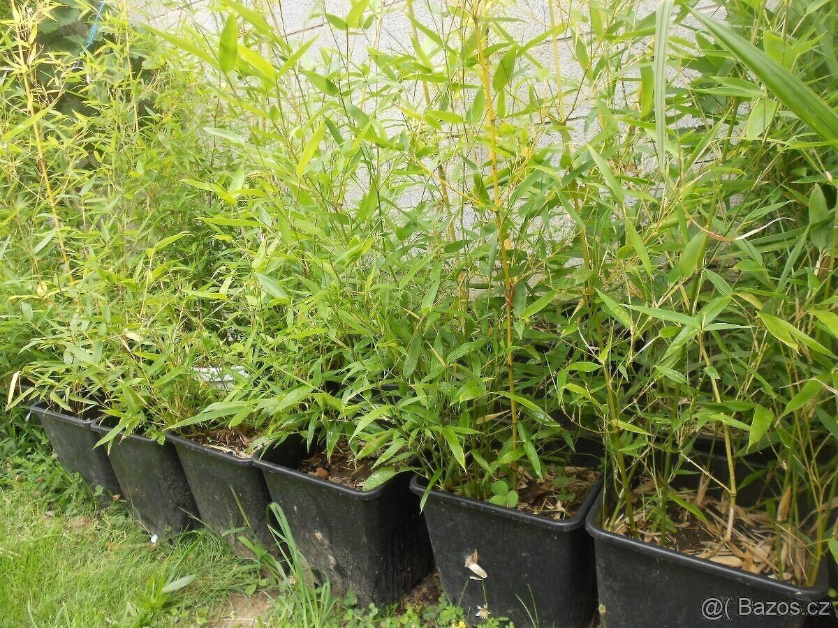 Bambusy Vysočina - 5