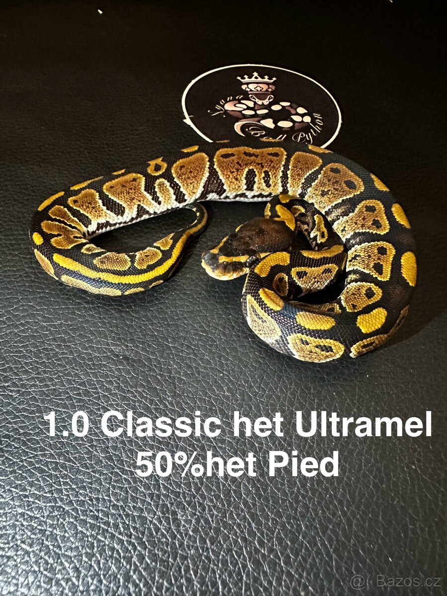 Krajta královská - mláďata 8/2025 - 5