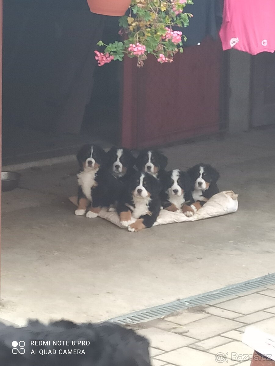 Bernský salašnícky pes - 5