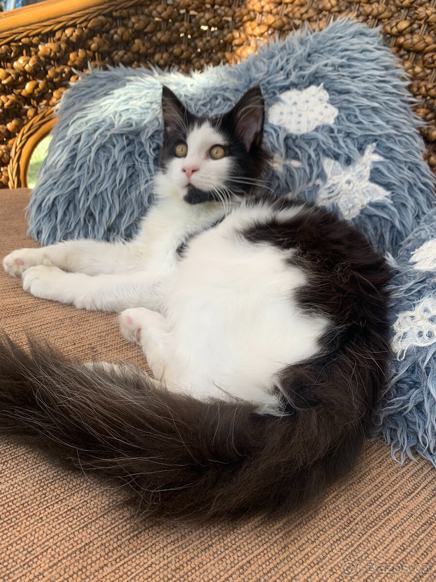 mainská mývalí kočka s PP - pět měsíců stáří - 5