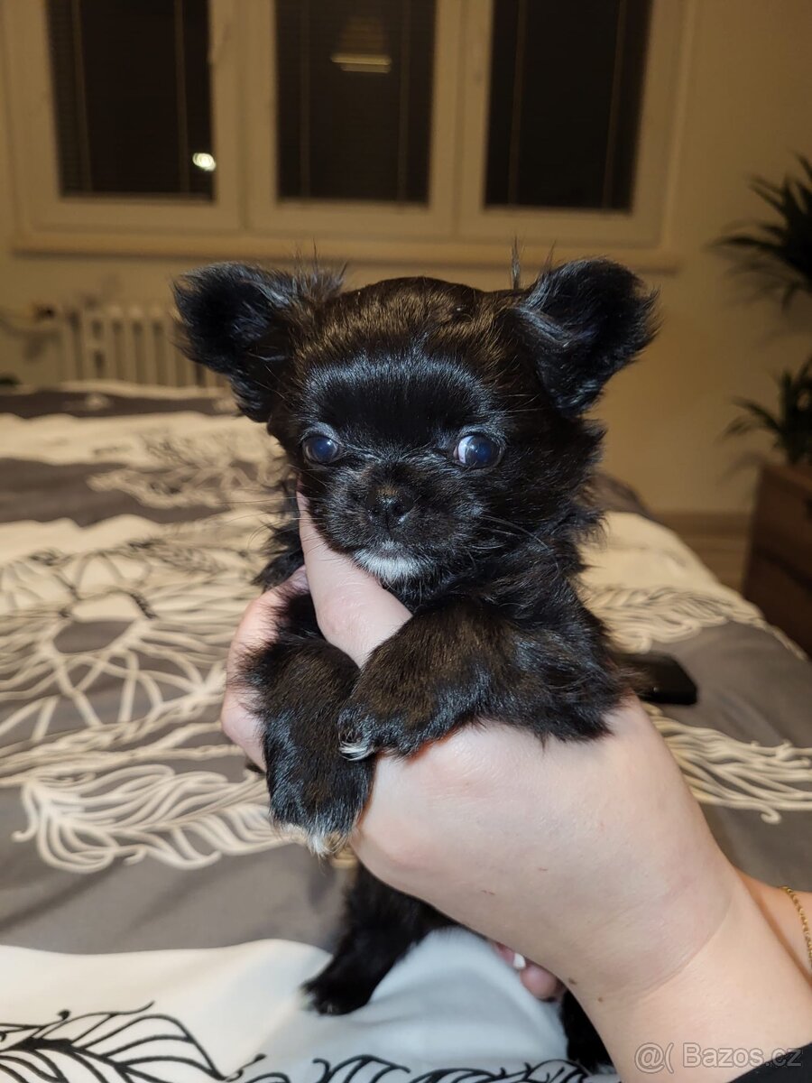 Čivava štěně - 5
