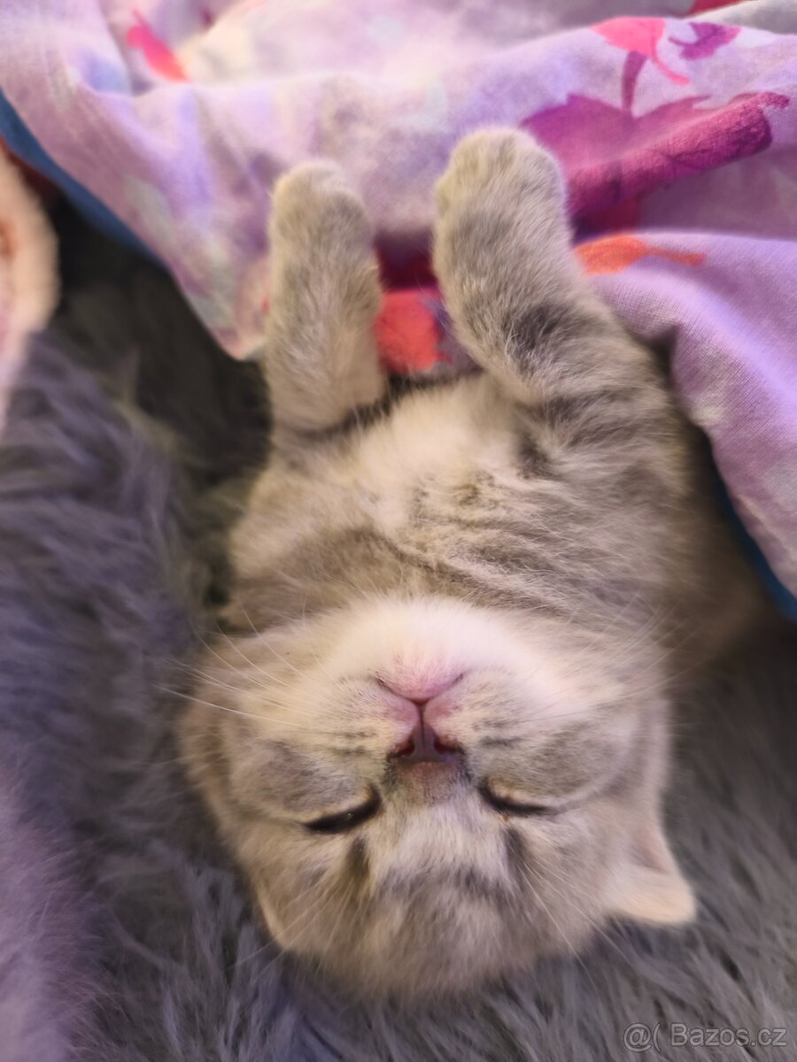 Predám Britské mačiatko - 5