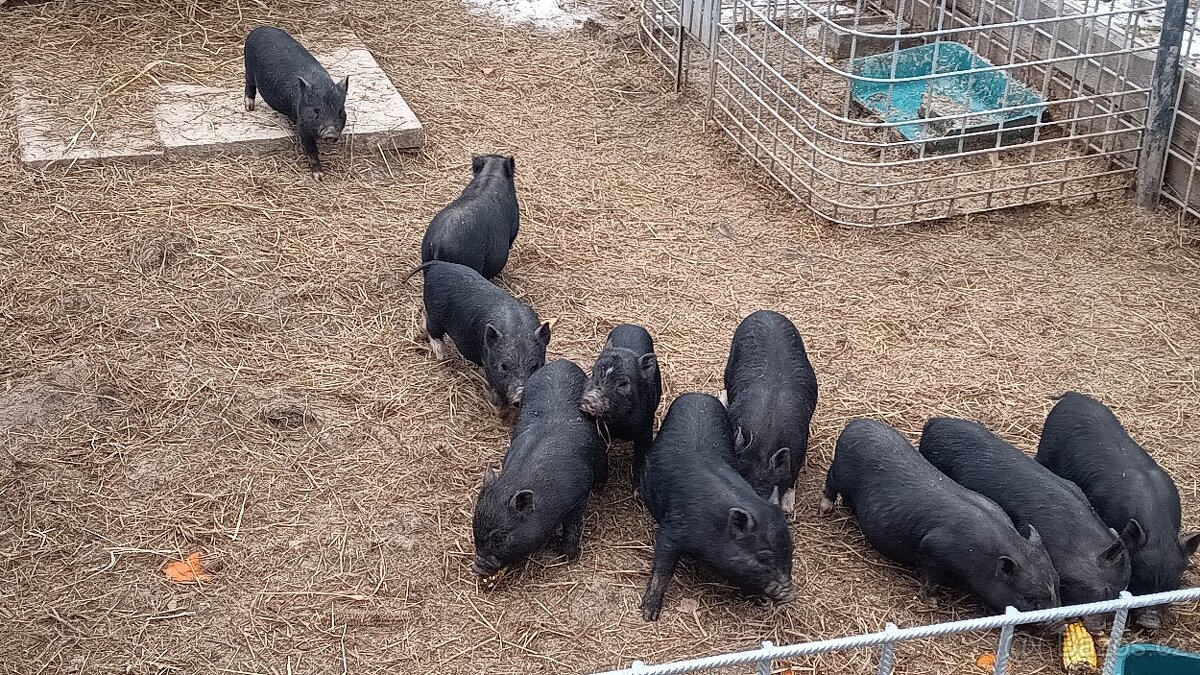 Vietnamské sele/prase -prodám - 5