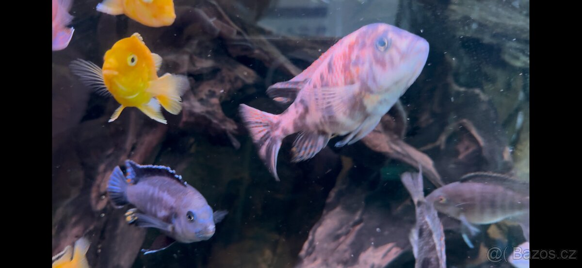 Africké cichlidy, axolotly - 5