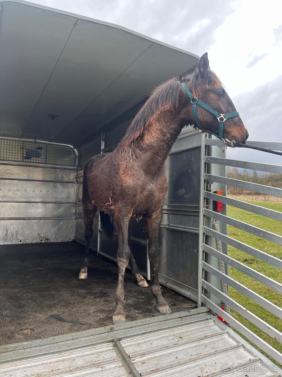 Lusitano hřebeček - 5