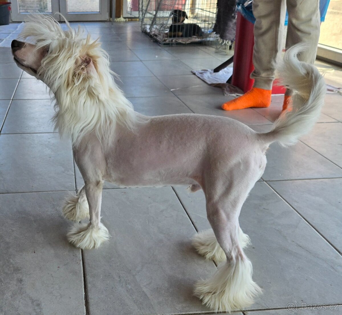 Čínsky chocholatý pes s PP Diego - 5