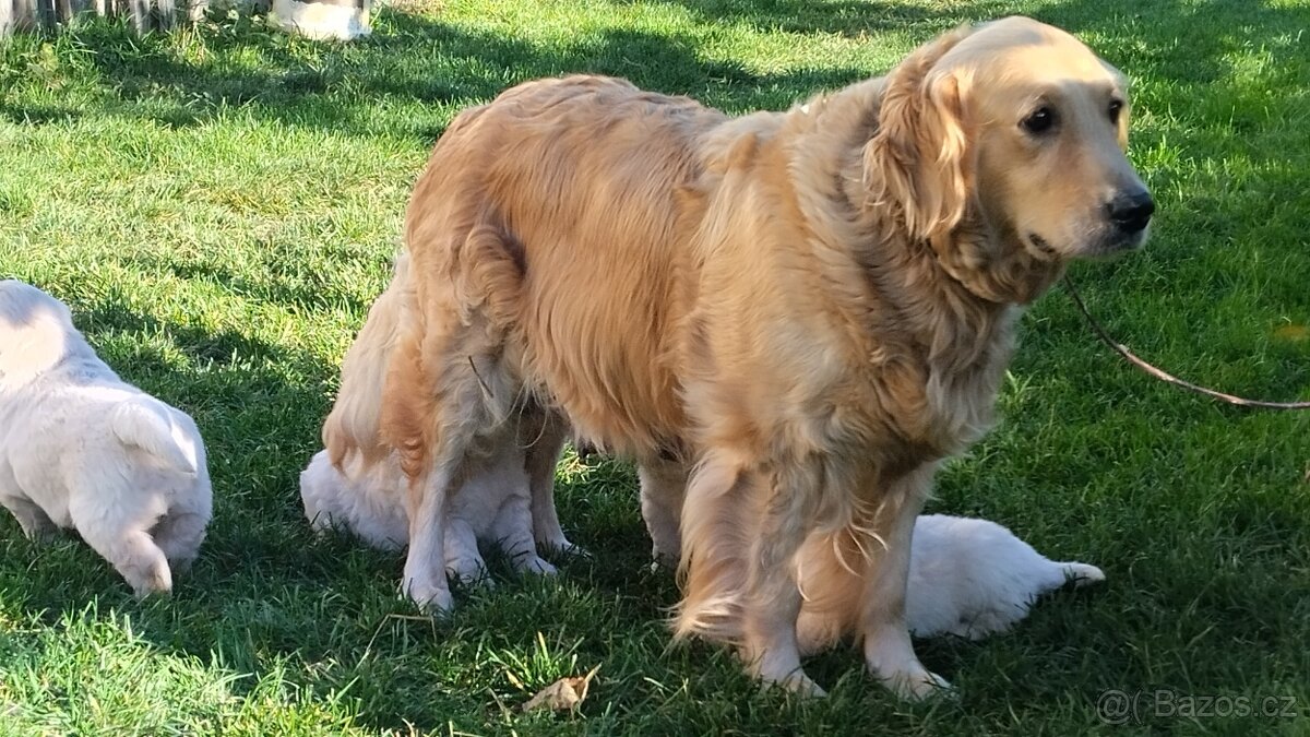 Zlatý retrívr - 5