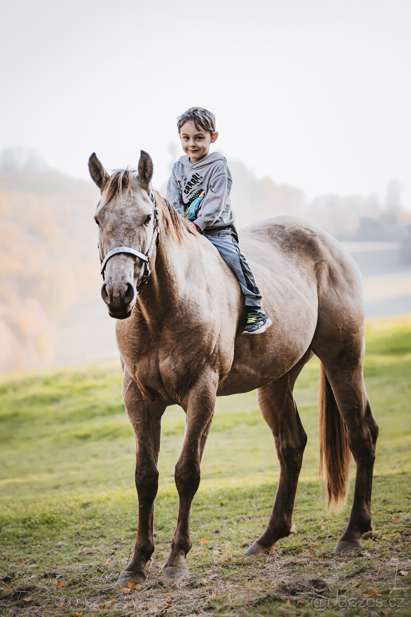 Připouštění AQH plemenným hřebcem Classic Champagne - 5