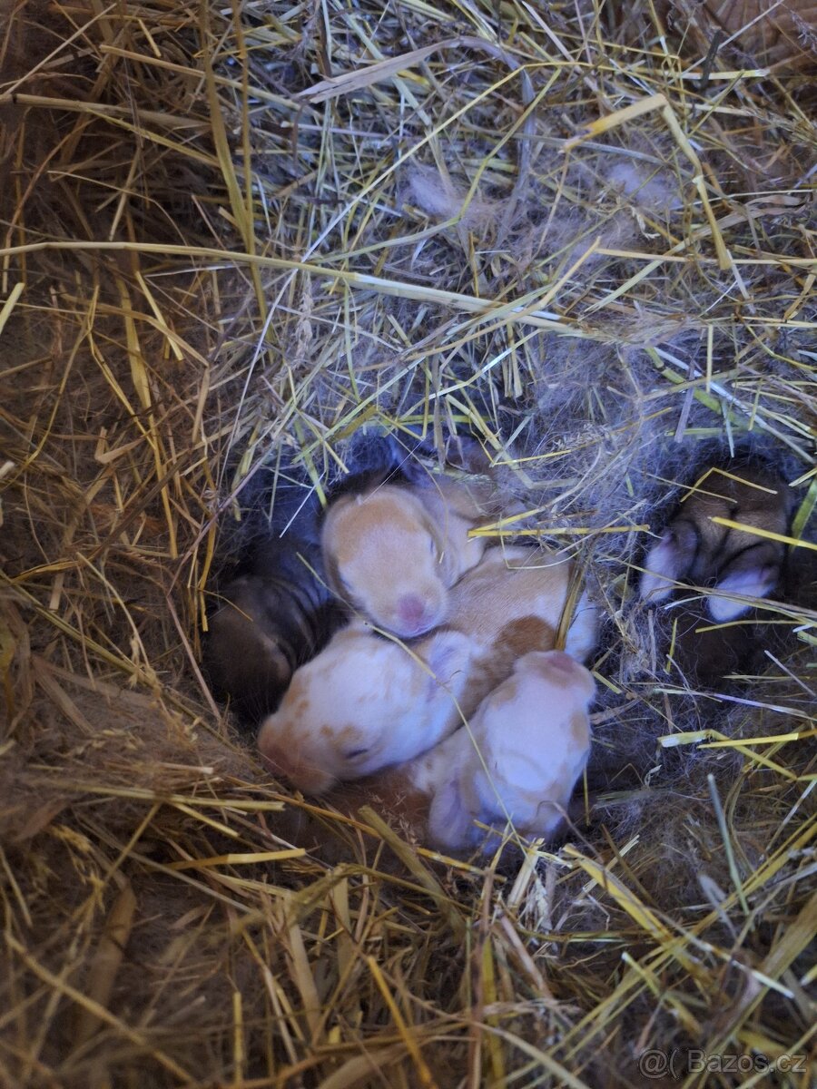 Nabízím králíky na chov - 5