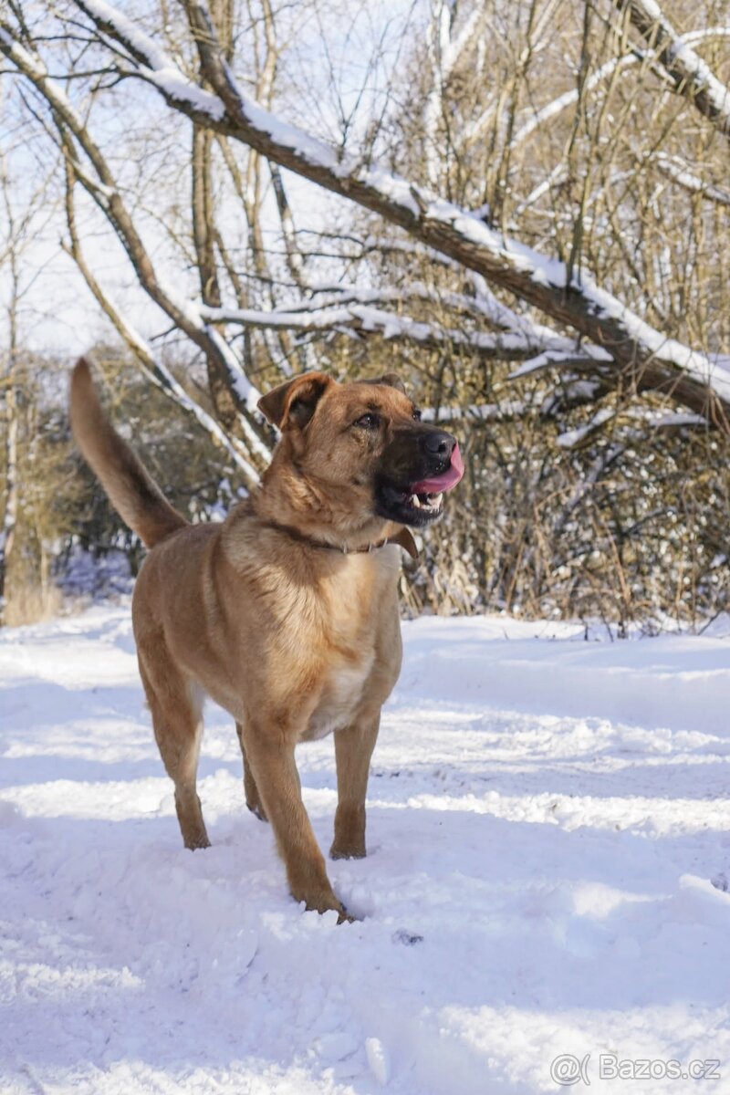 YOGI - kastrovaný psík 4 roky - 5