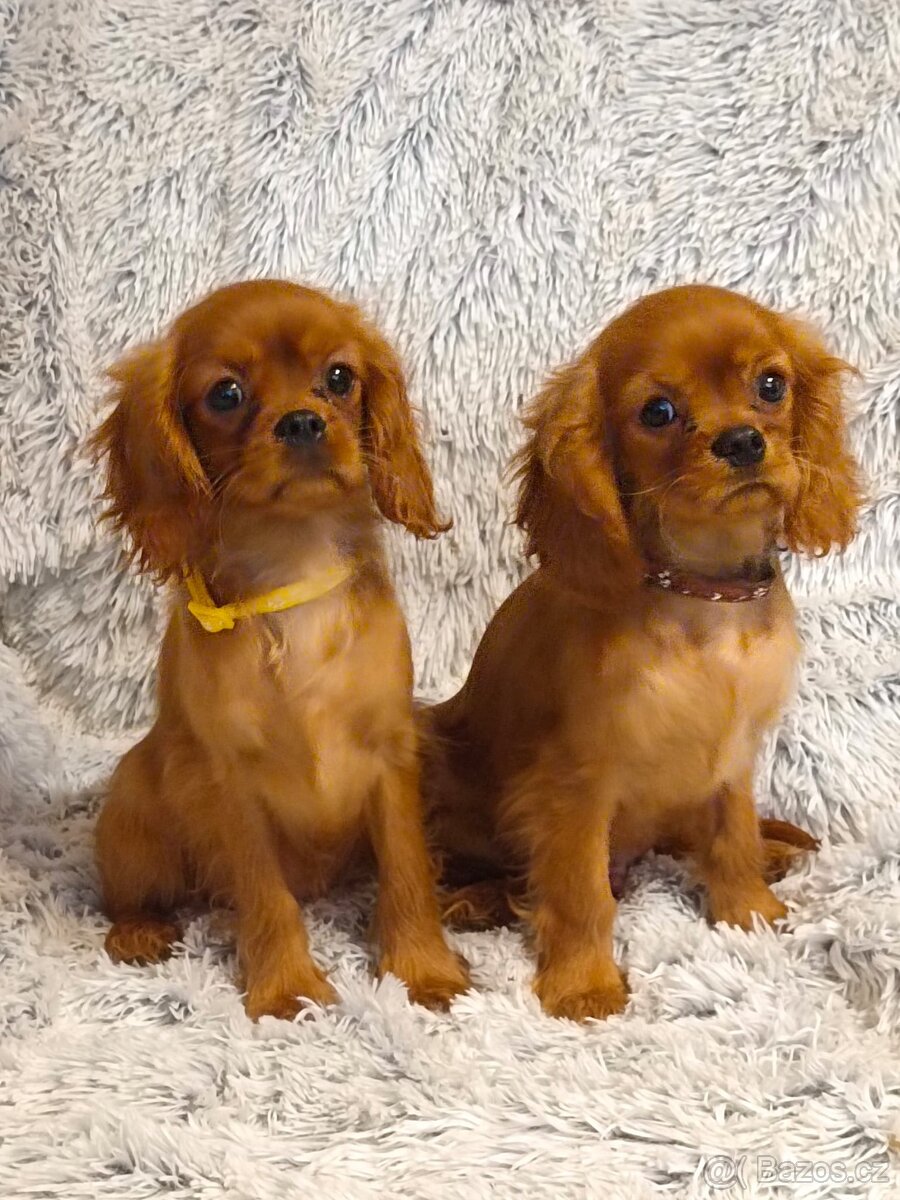 Kavalír King Charles Španěl - 5