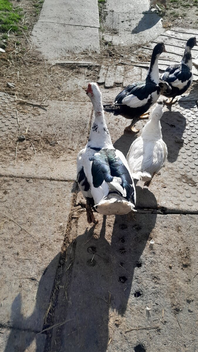 Prodám Pižmovky - 5