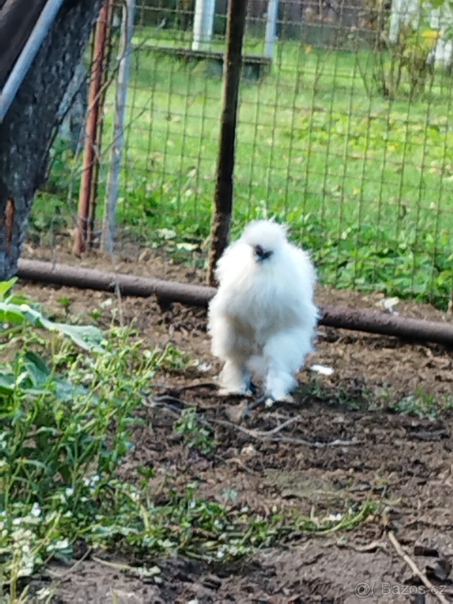 Kohout Hedvábnička vousatá - 5