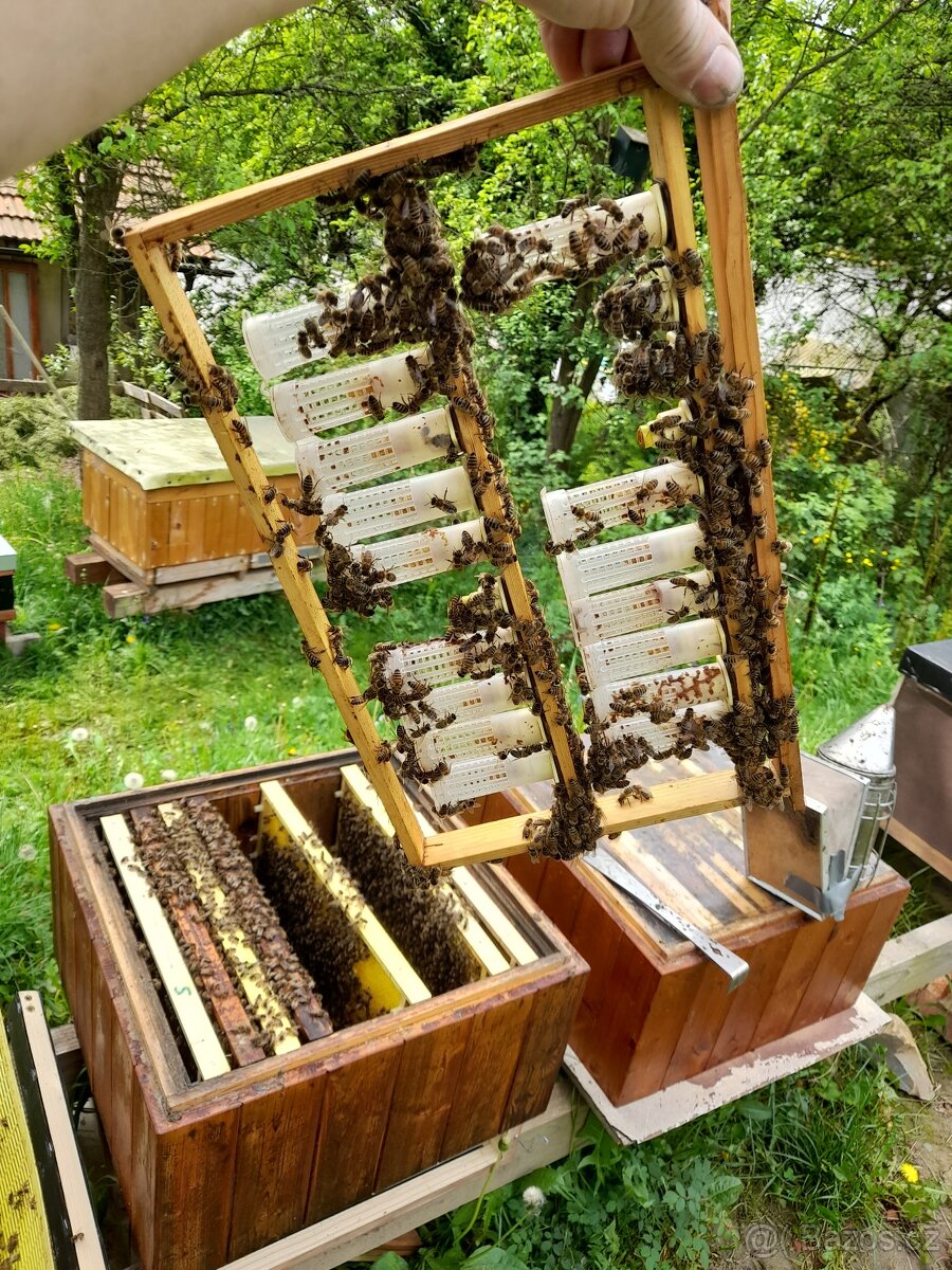 Včelí oddělky 2026 - 5