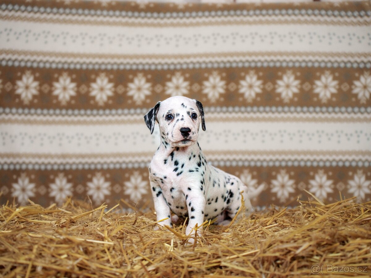 Prodej štěňátek - Dalmatin - 5