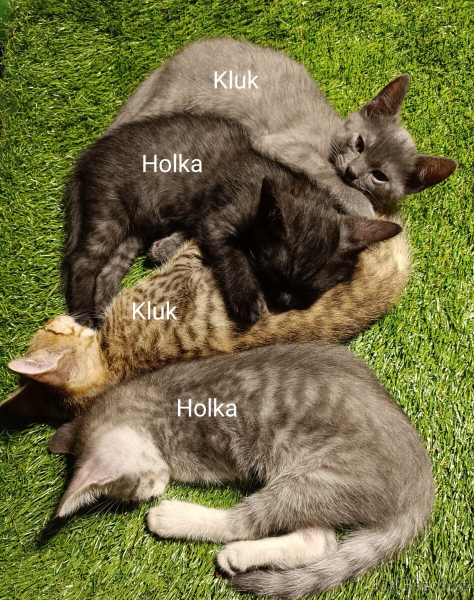 Daruji Koťátka do dobrých rukou - 5