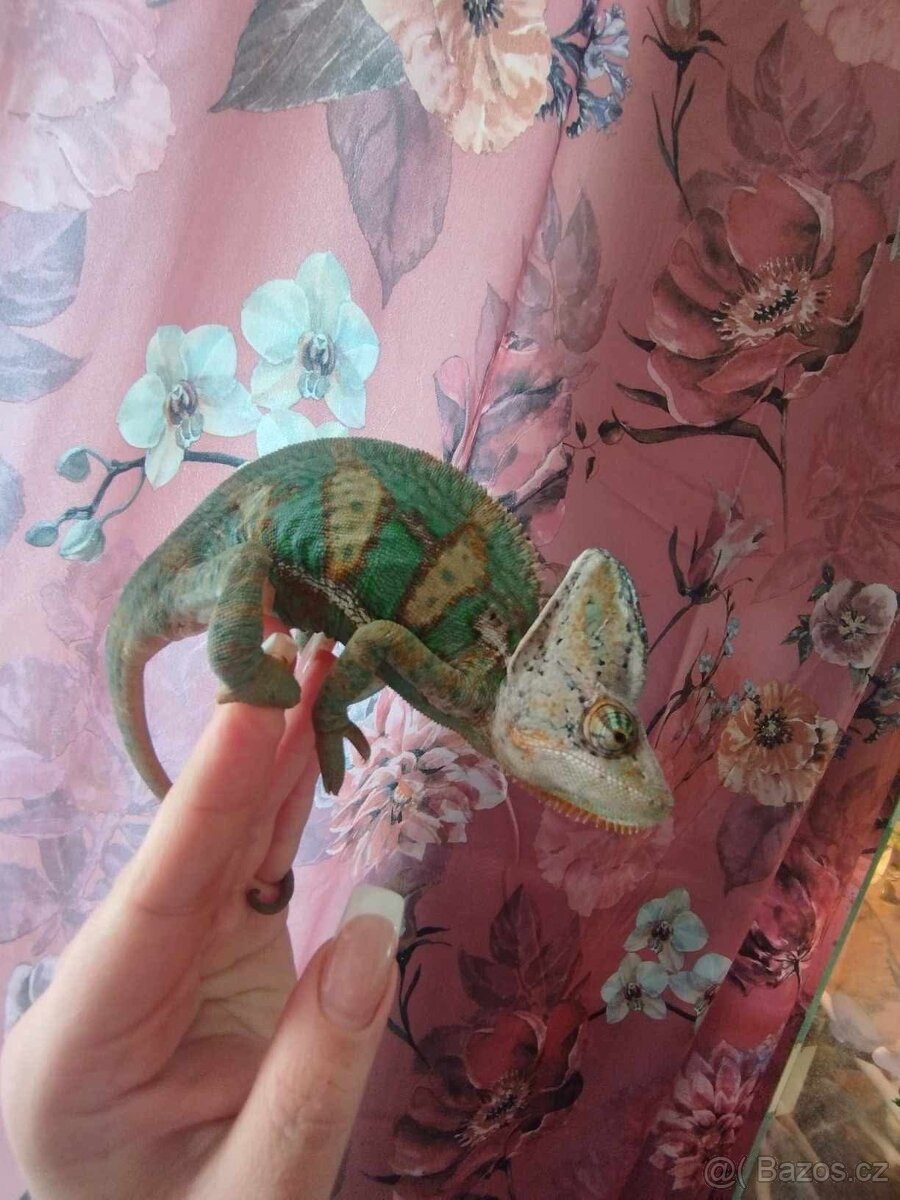 Chameleon jemenský - 5