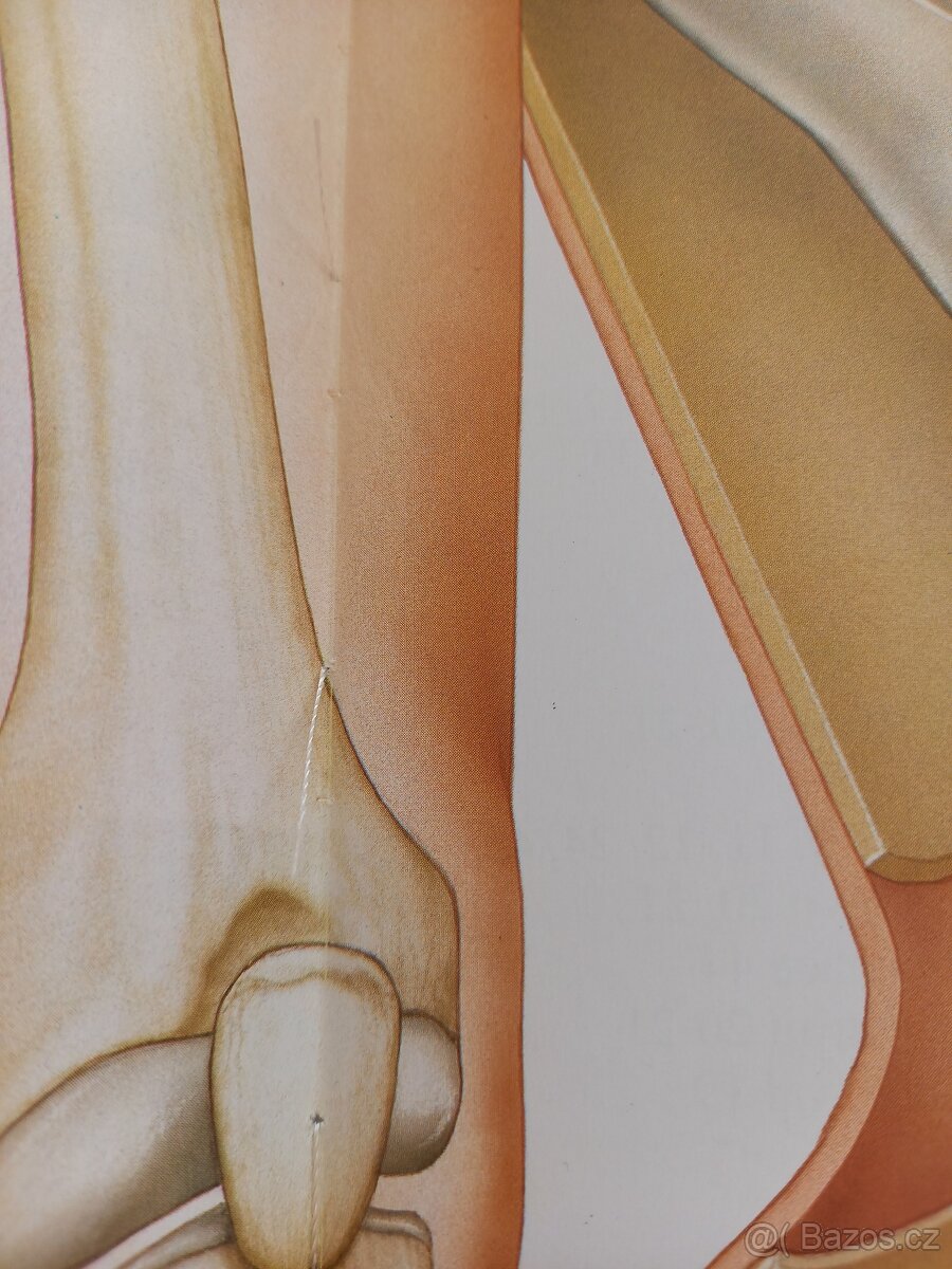 Člověk a jeho tělo - 5