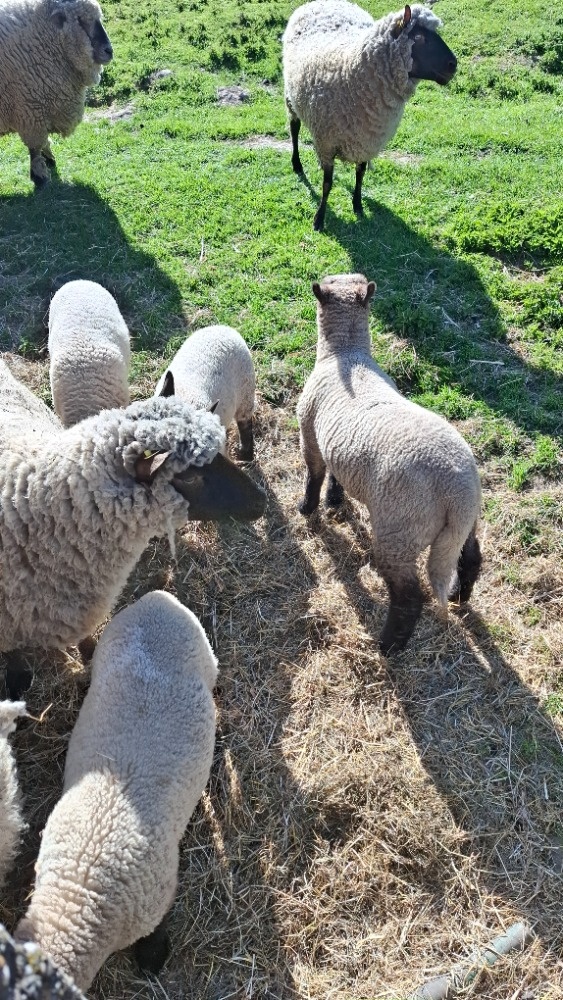 Prodám jehňata - 5