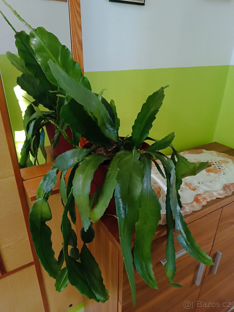 Prodám filokaktus - 5