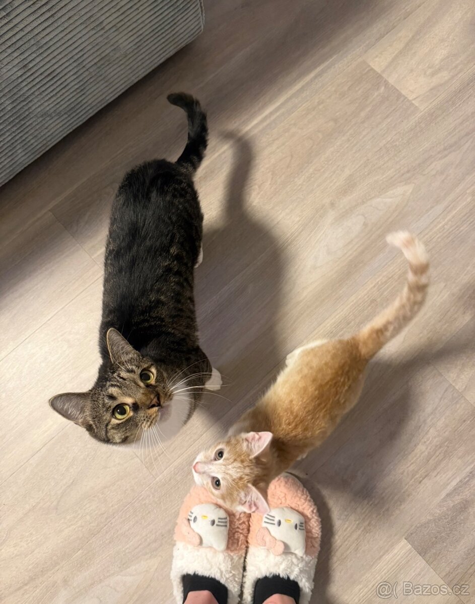 daruji kastrovaného kocoura - 5