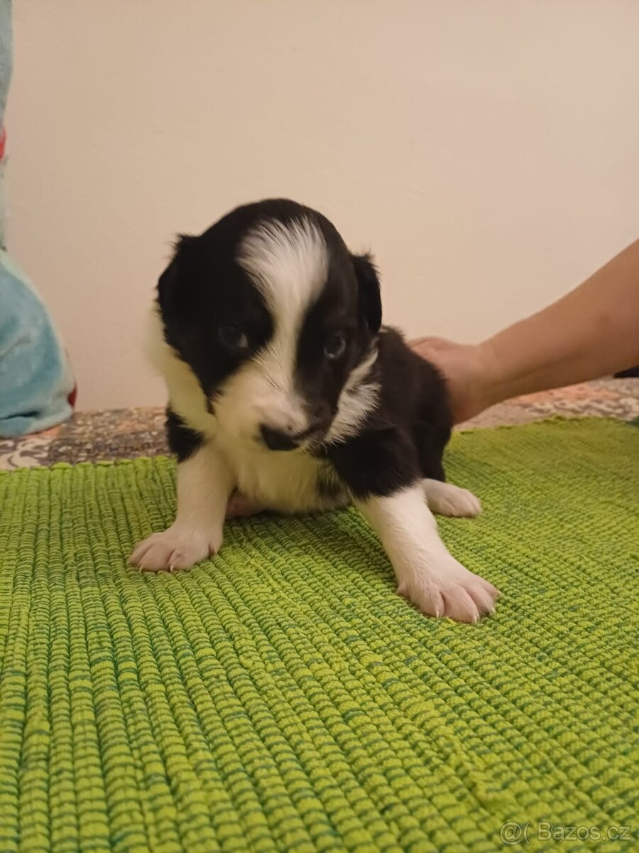 Štěňata Border Kolie - 5