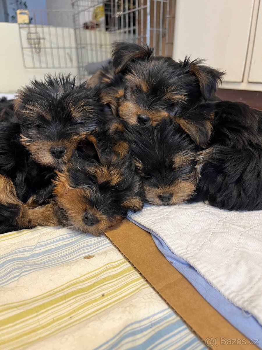 Yorkshirský teriér - 5