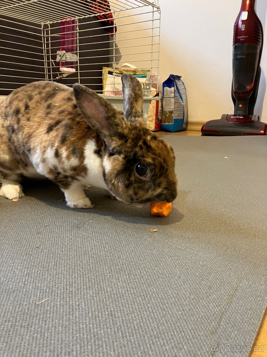 Zakrslý králíček Bunny - 5