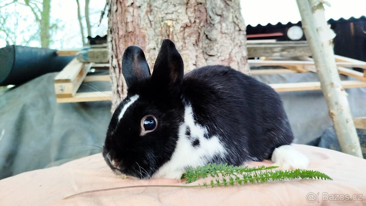 Zakrslý králík - 5