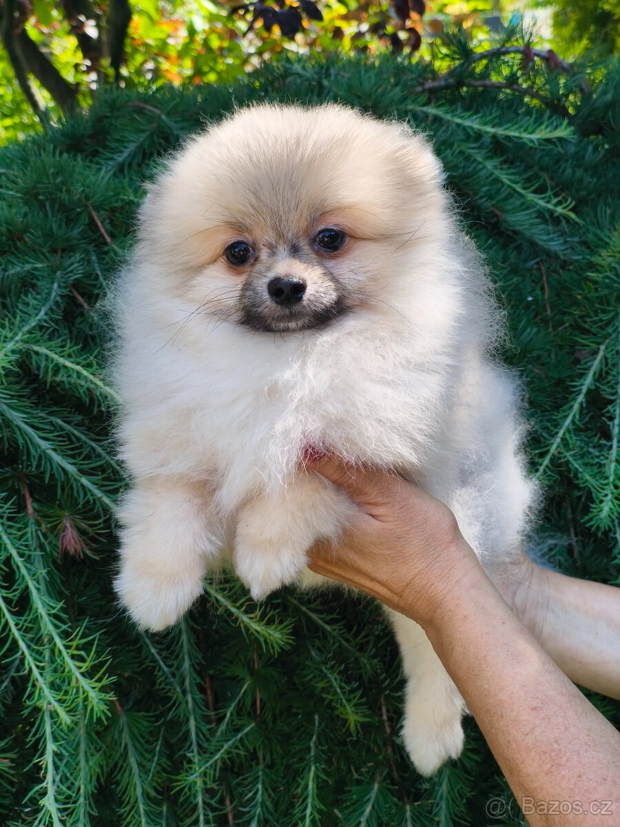 Pomeranian s pp - 5