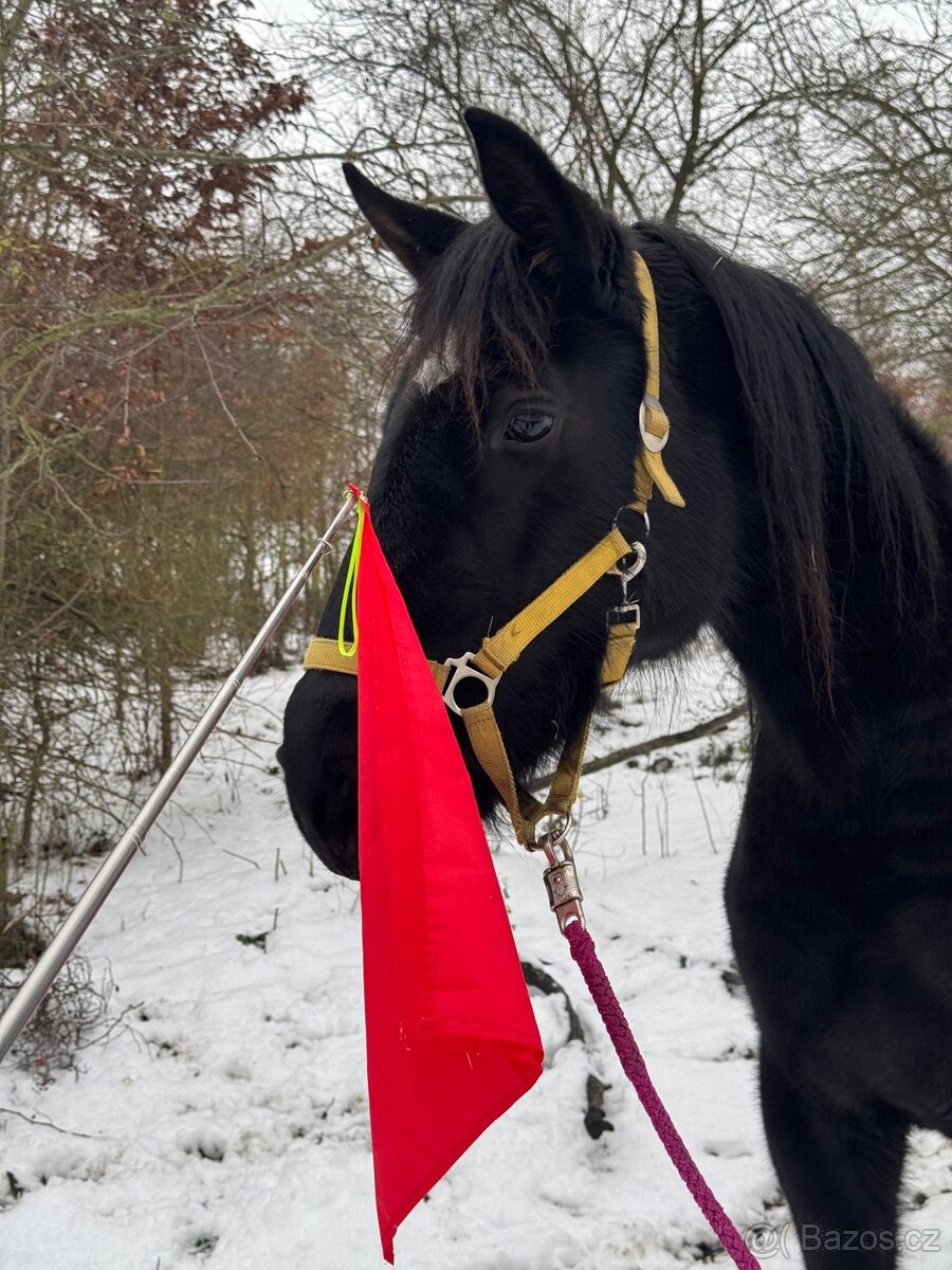 Černá kobylka - 5