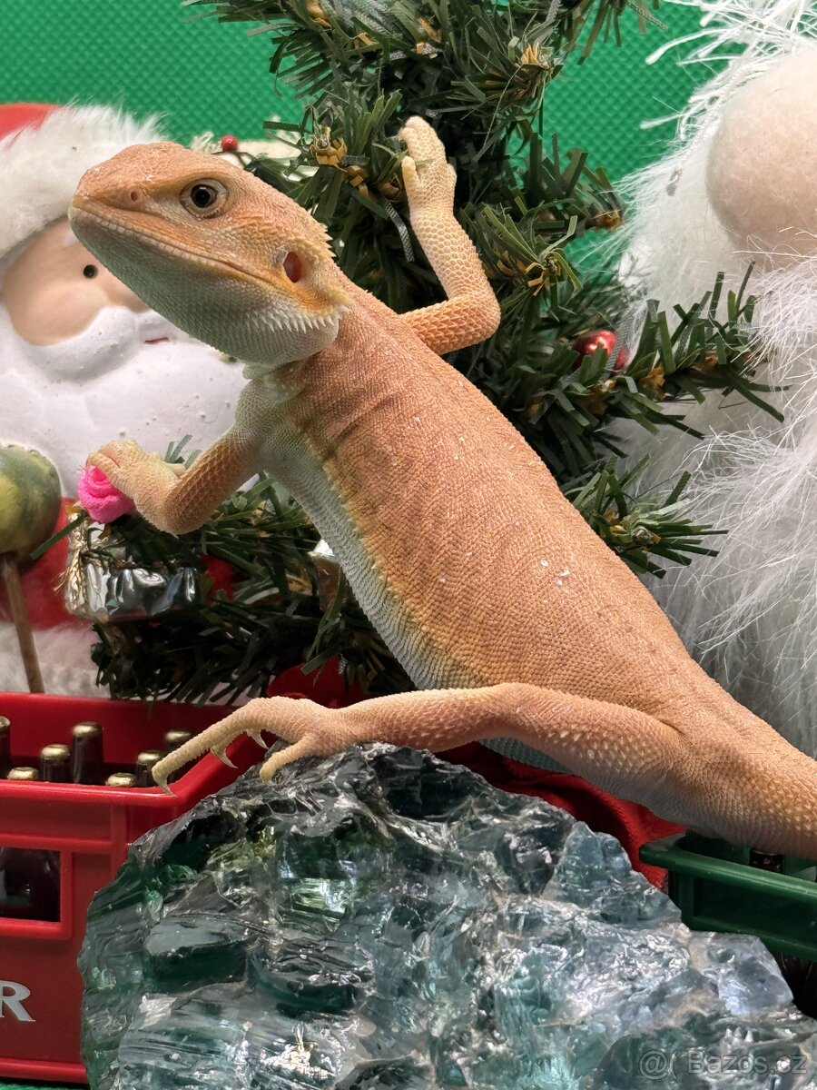 Agama Vousatá-Nejkrásnější mláďata sezóny - 5