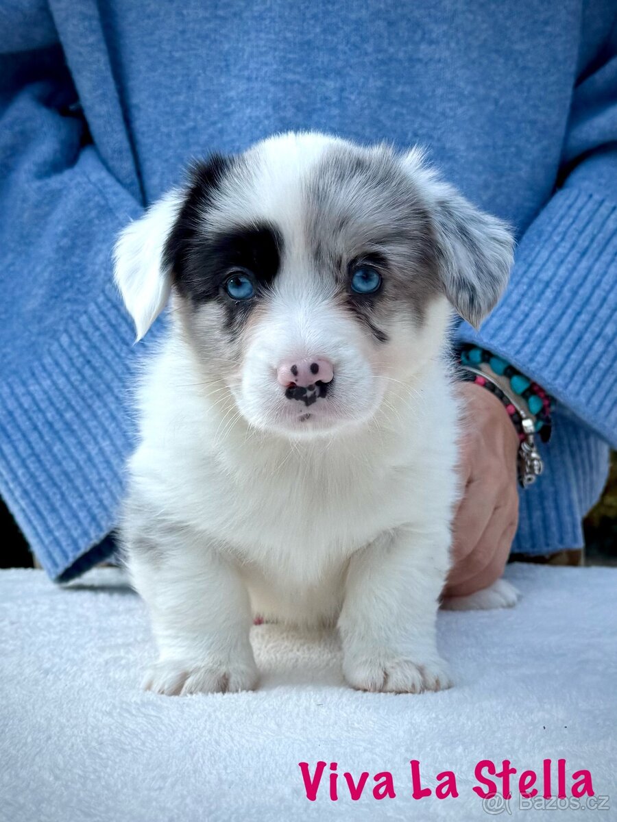 Corgi steniatka s PP. - 5