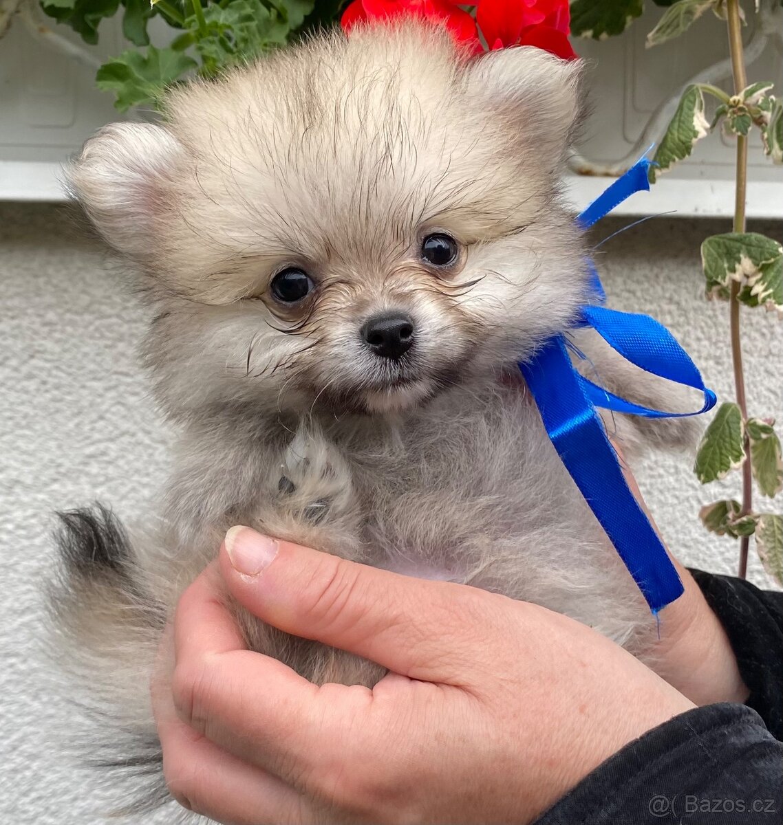 Pomeranian štěňátka bez PP - 5