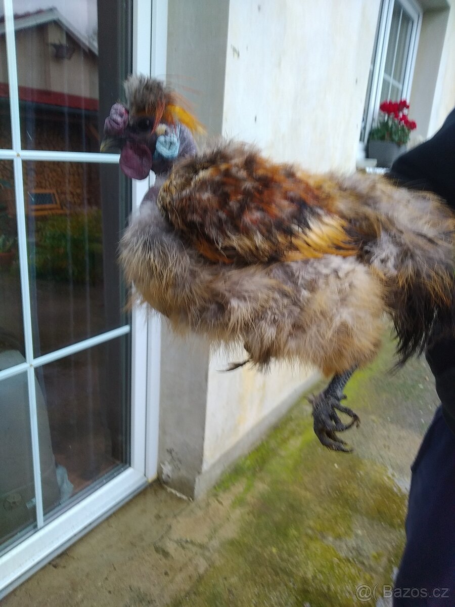 Kohouti Hedvábničky holokrčky a bílé velké vousaté - 5