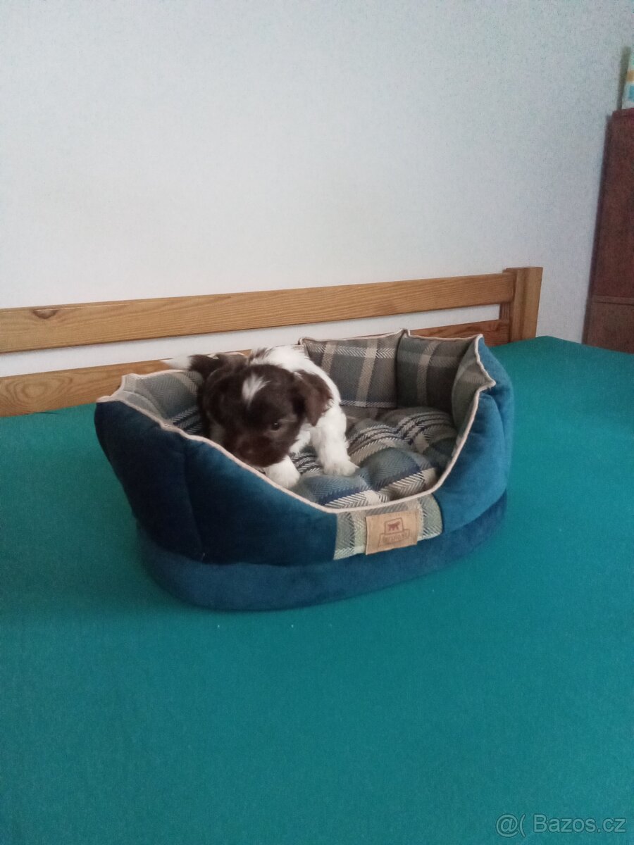 Jorkšírský teriér - 5