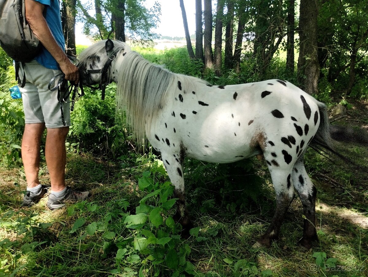 🐎Miniaturní hřebečci🐎 - 5