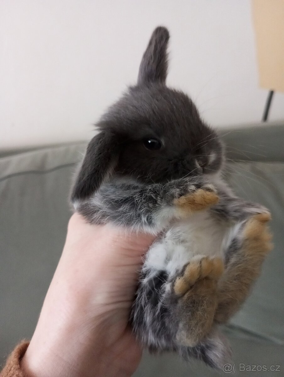 Zakrslý beránek králíček - 5