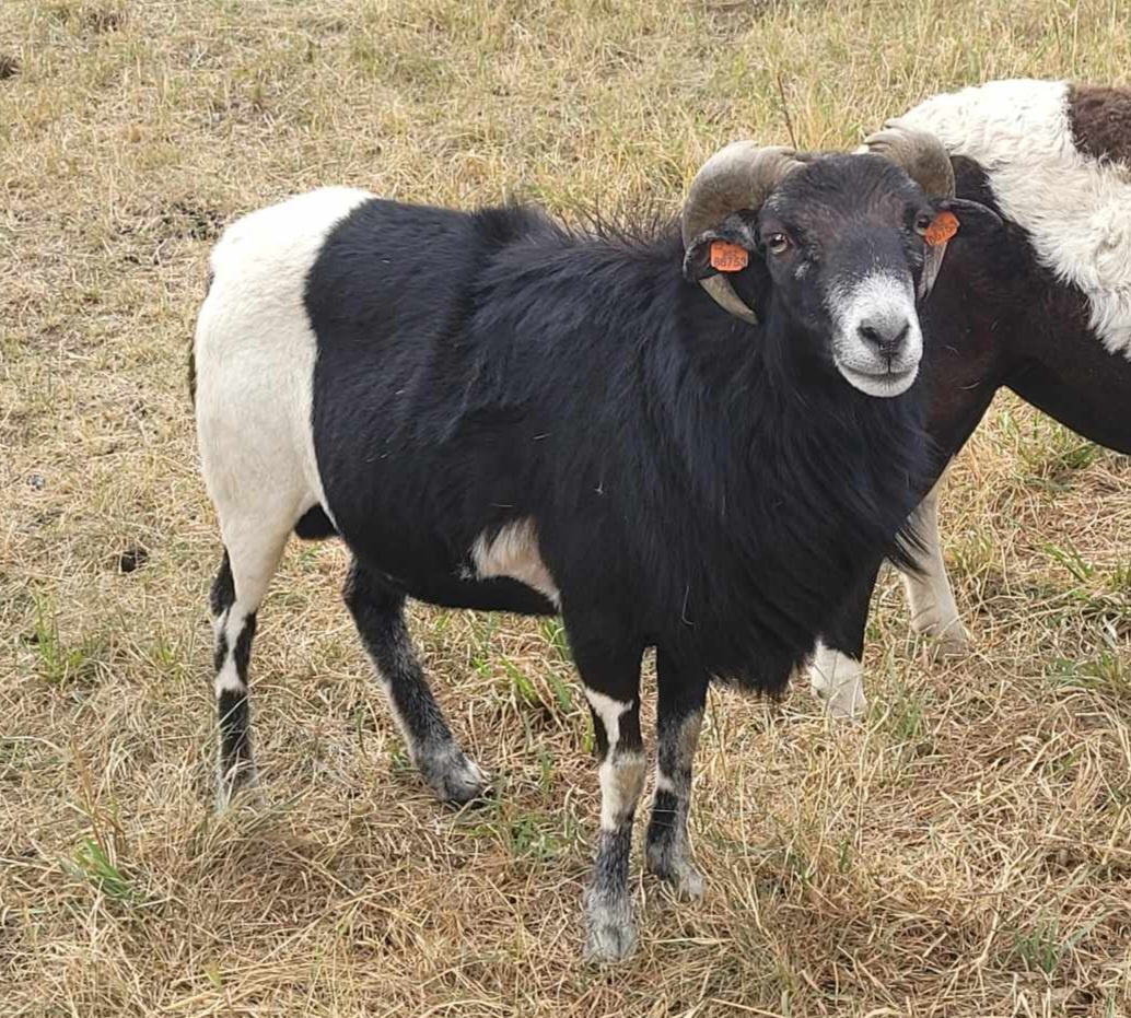 Kamerunská ovce - beránek - 5