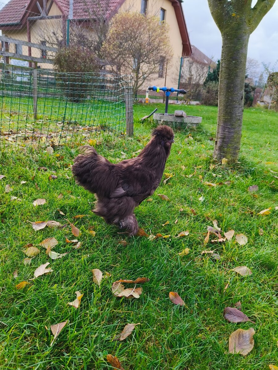 Hedvábnička zdrobnělá: kohoutek - 5