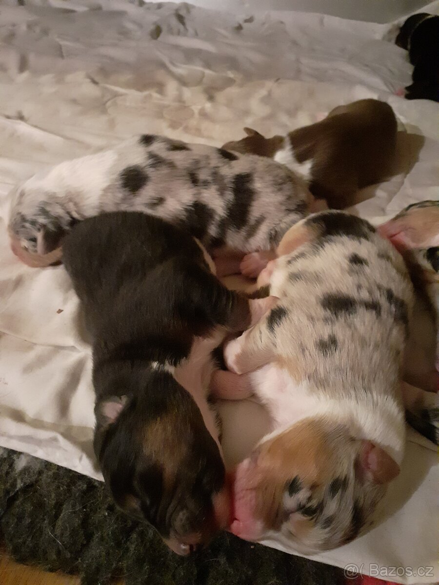 Australský ovčák bez PP štěně (jen kluci) - 5