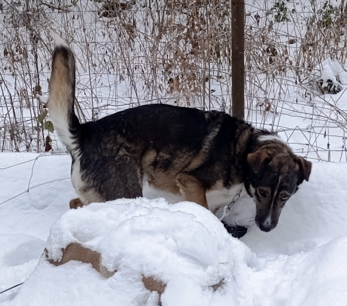 Hravý psí puberťák Archie hledá domov - 5